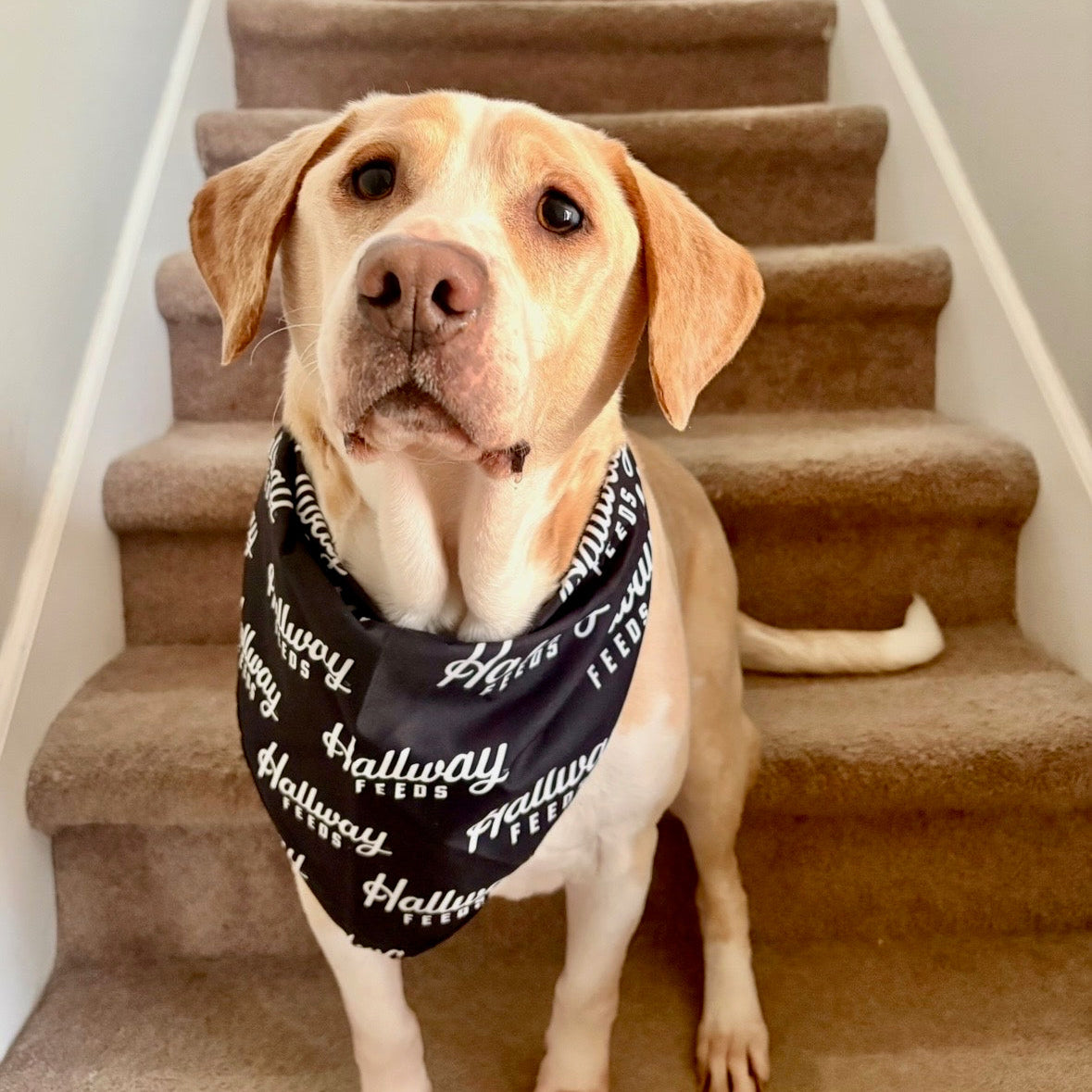 Pet Bandanas