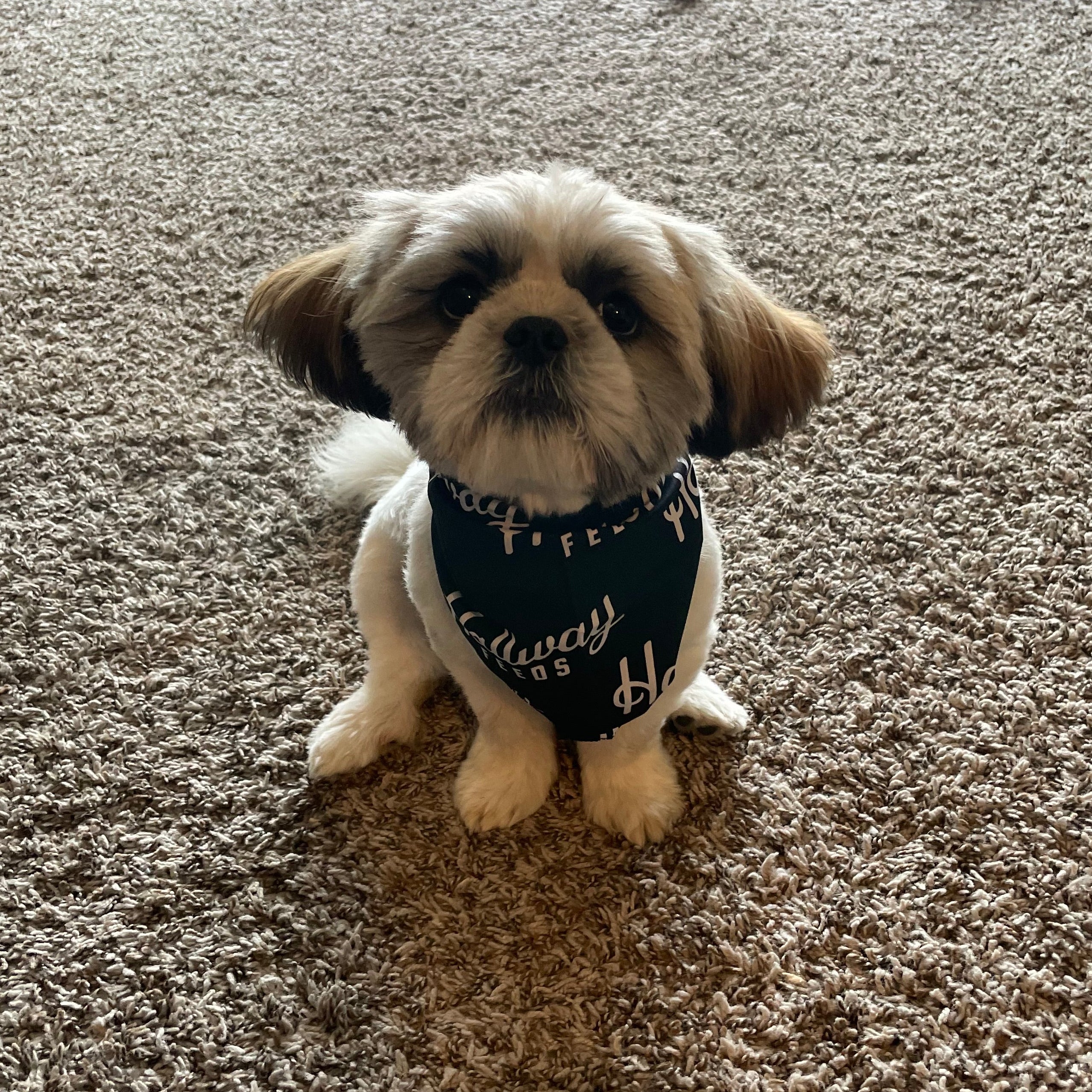 Pet Bandanas