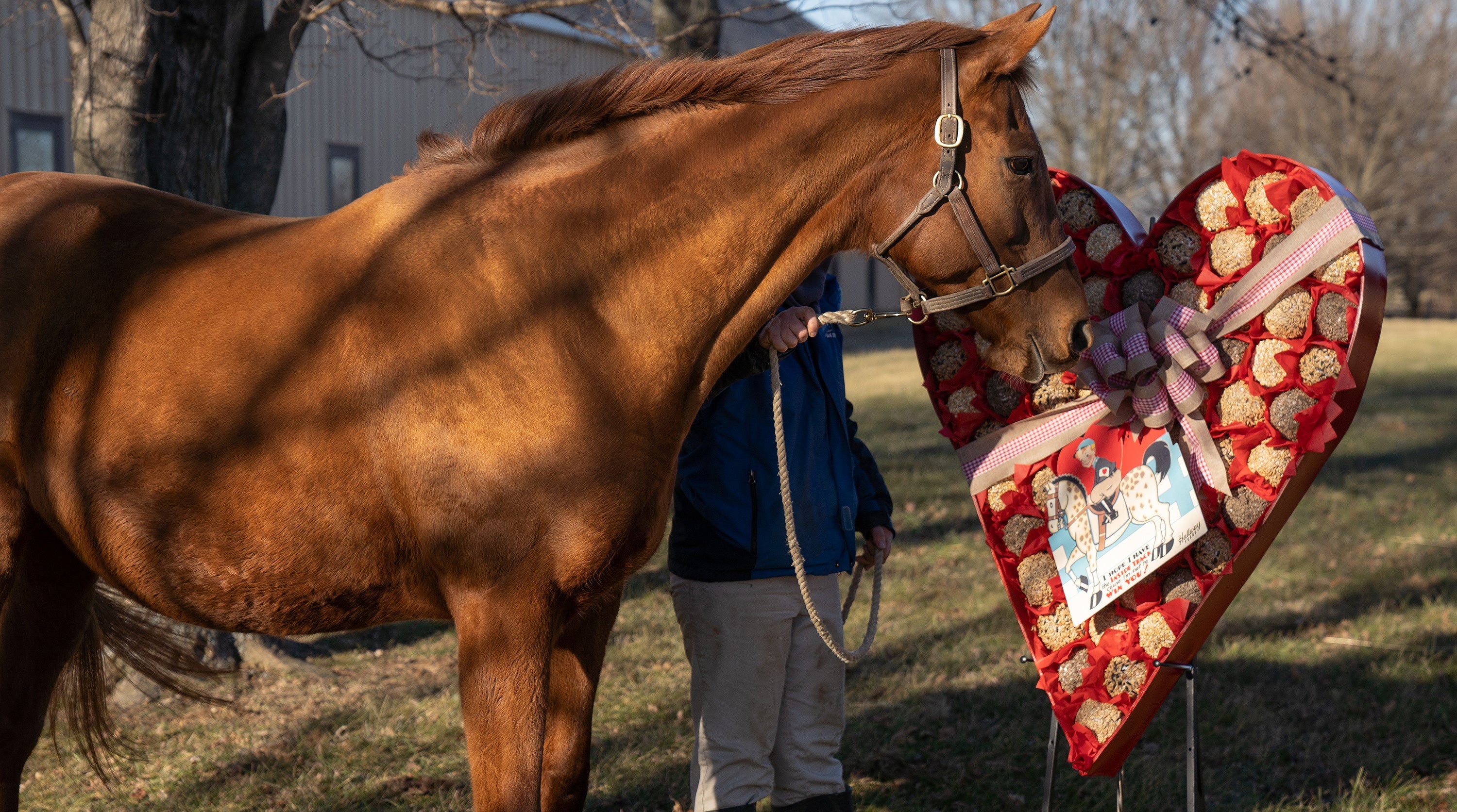 Valentine's Day Heart-Shaped Box For Horses™