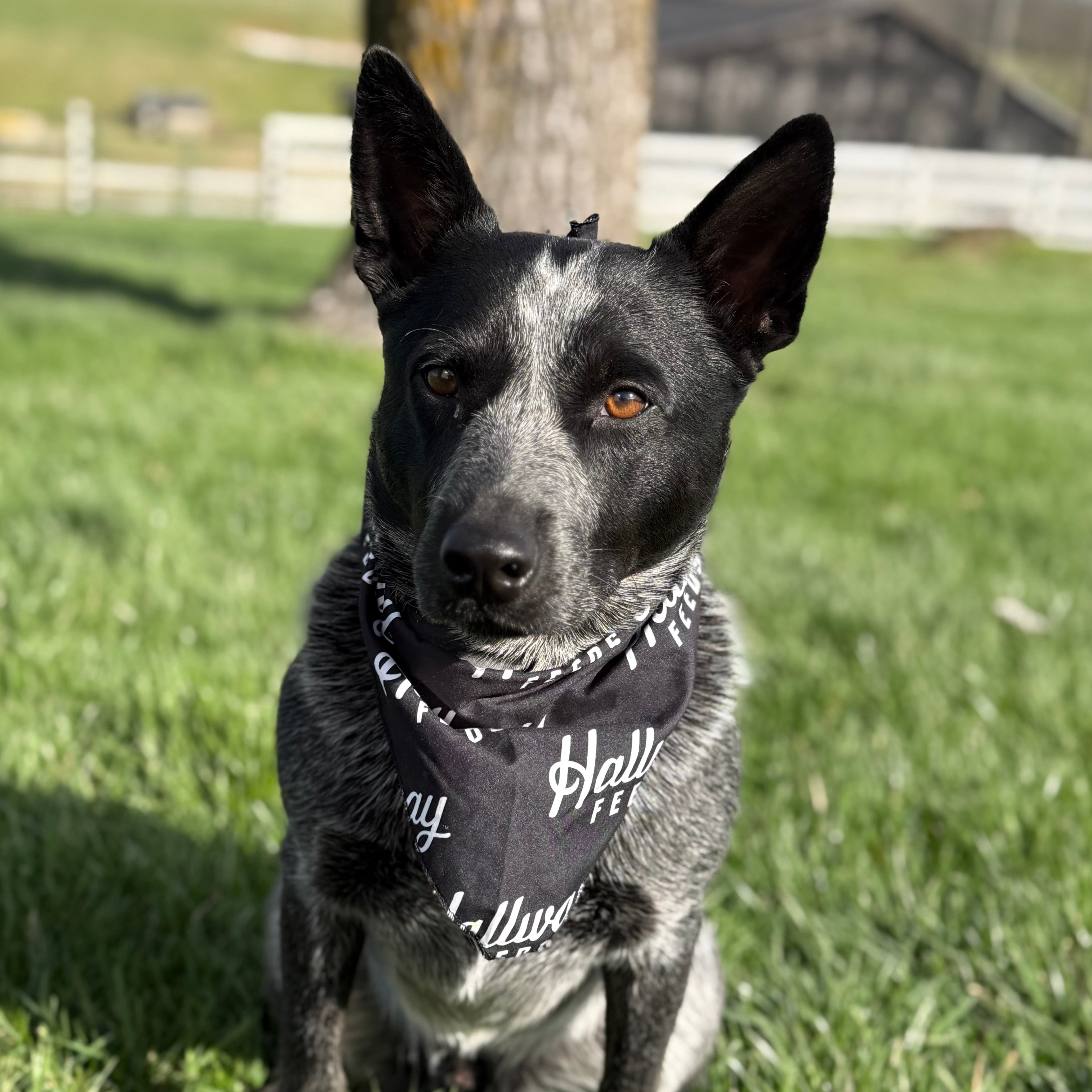 Pet Bandanas