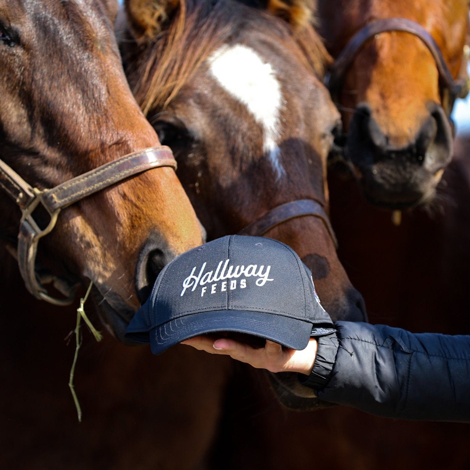 Official Hallway Feeds Cap