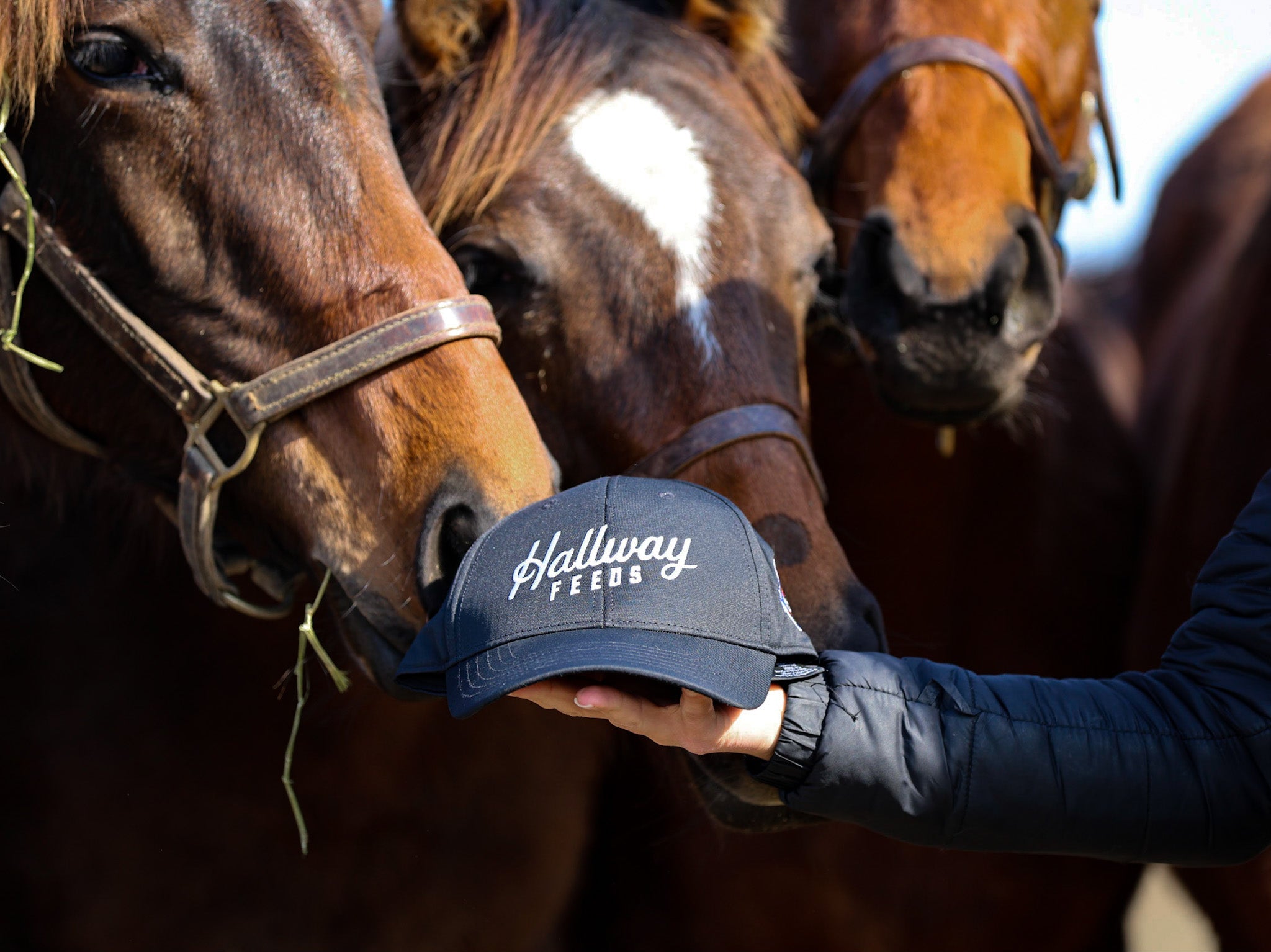 Official Hallway Feeds Cap