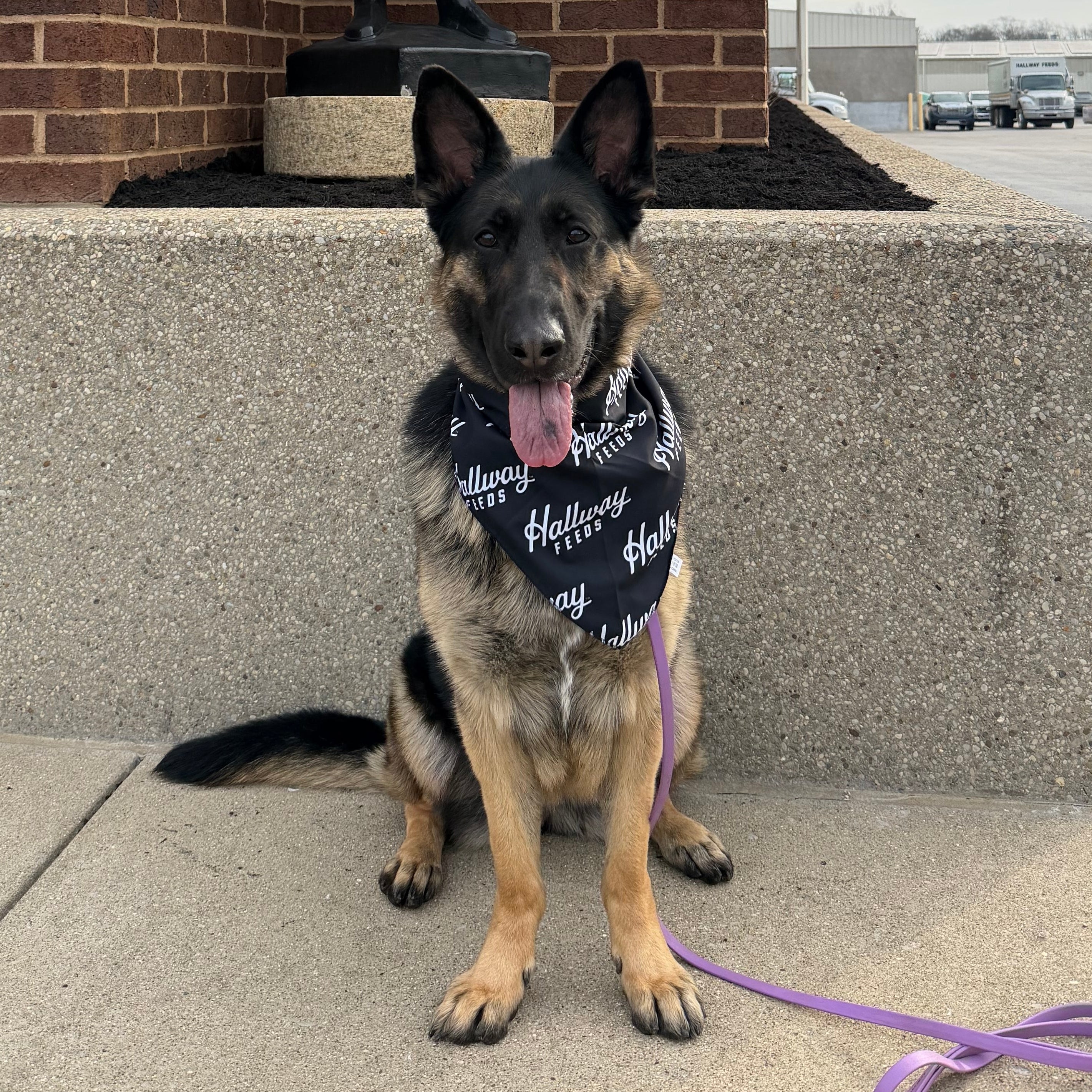 Pet Bandanas