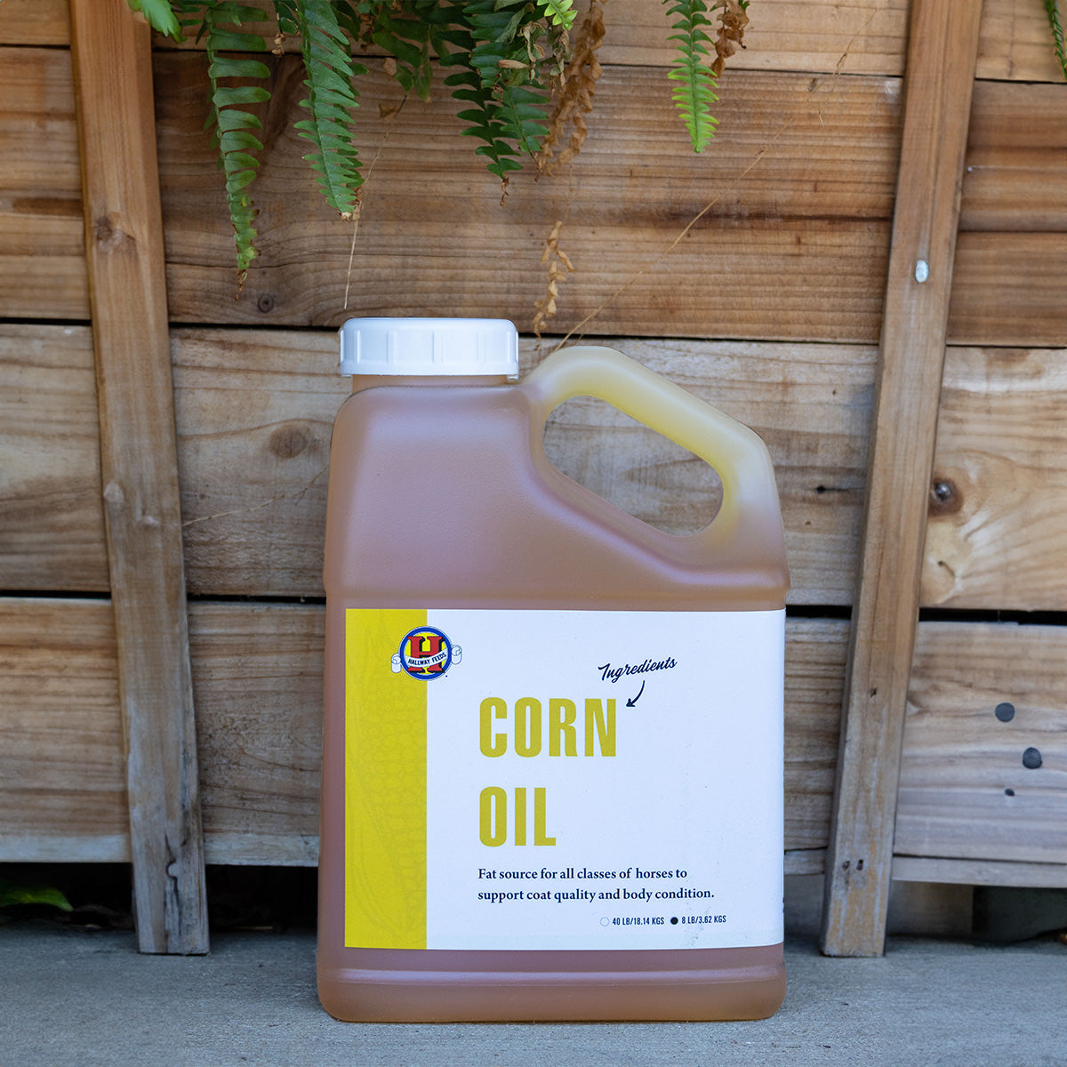 Corn Oil