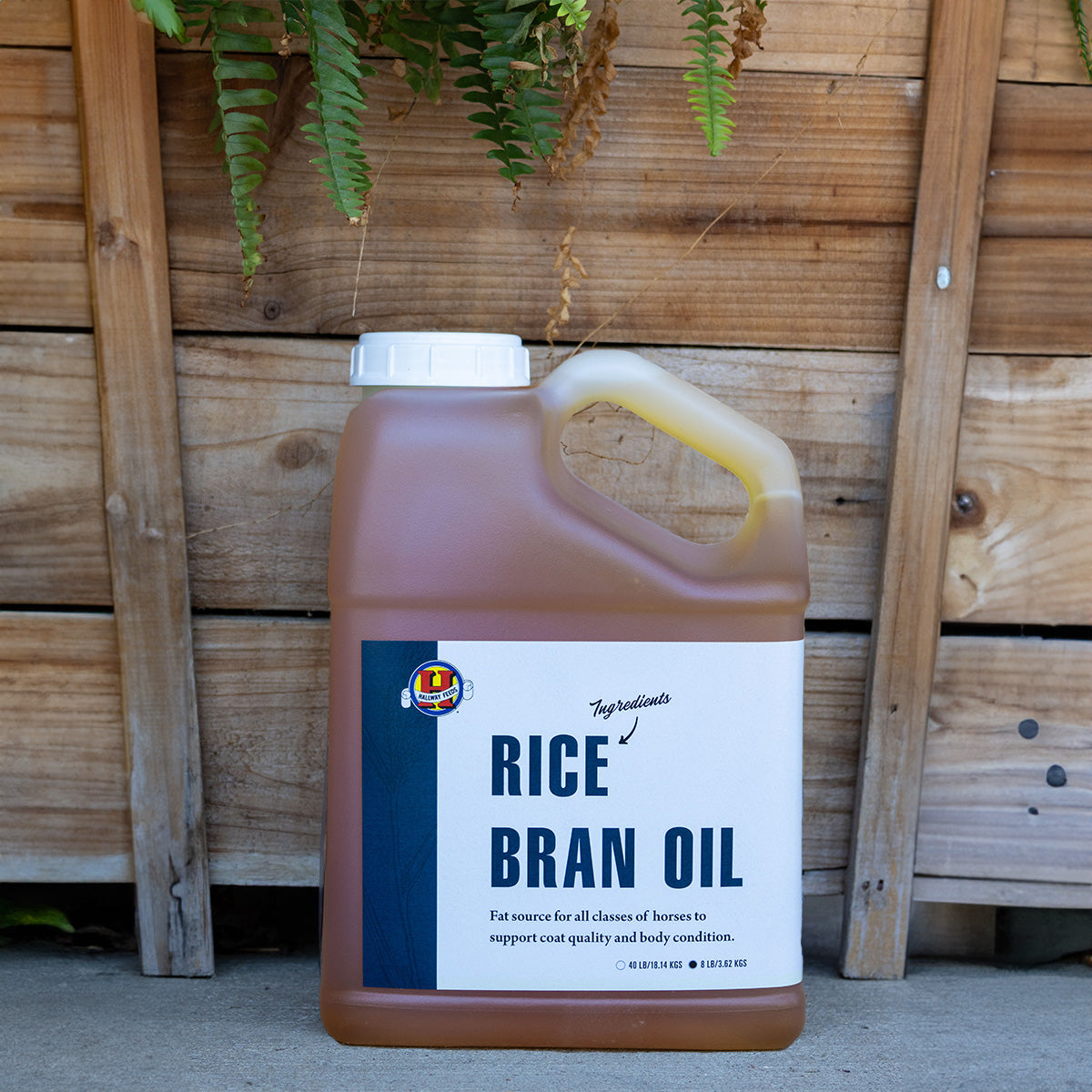 Rice Bran Oil