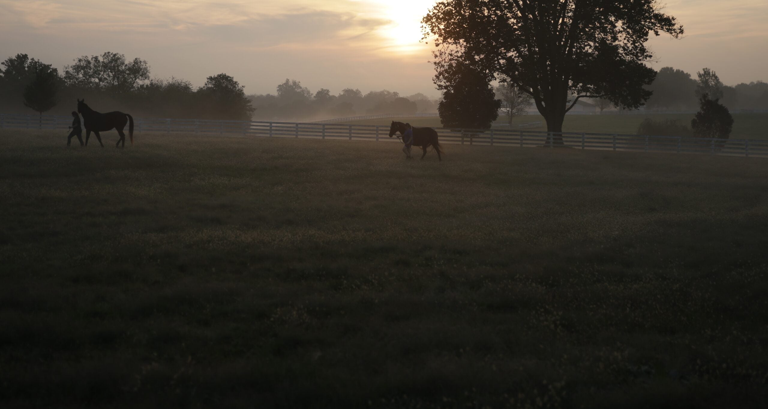 Horses grazing at dawn on a misty Kentucky farm