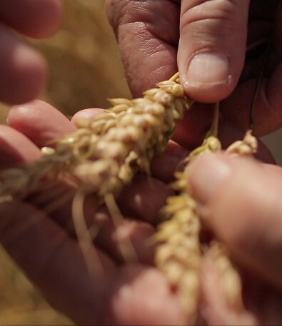 Hands inspecting heads of grain